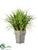 Reed Grass, Cymbidium Foliage - Green - Pack of 1