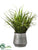 Reed Grass, Sedum - Green - Pack of 1