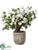 Rhododendron Plant - White Green - Pack of 1