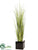 Reed Grass - Green - Pack of 1