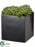 Silk Plants Direct Sedum - Green - Pack of 1