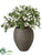 Rhododendron Plant - White Green - Pack of 1