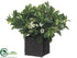 Silk Plants Direct Privet Bloom, Queen Annes Lace Arrangement - Green - Pack of 1