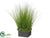 Sedum, Grass Arrangement - Green - Pack of 1