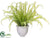 Fern - Green - Pack of 1