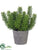 Succulent - Green - Pack of 1