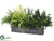 Rosemary, Fern Arrangement - Green - Pack of 1