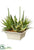 Echeveria, Aloe, Agave - Green - Pack of 1