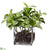 Silk Plants Direct Kalanchoe Leaf - Green - Pack of 1