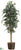 Ficus Tree - Green - Pack of 1