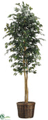 Silk Plants Direct Ficus Tree - Green - Pack of 1