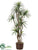 Yucca Tree - Green - Pack of 1