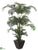 Kentia Palm Tree - Green - Pack of 1