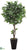 Tropical Laurel Tree - Green - Pack of 1