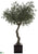 Olive Tree - Green - Pack of 1