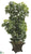Schefflera Plant - Green - Pack of 1