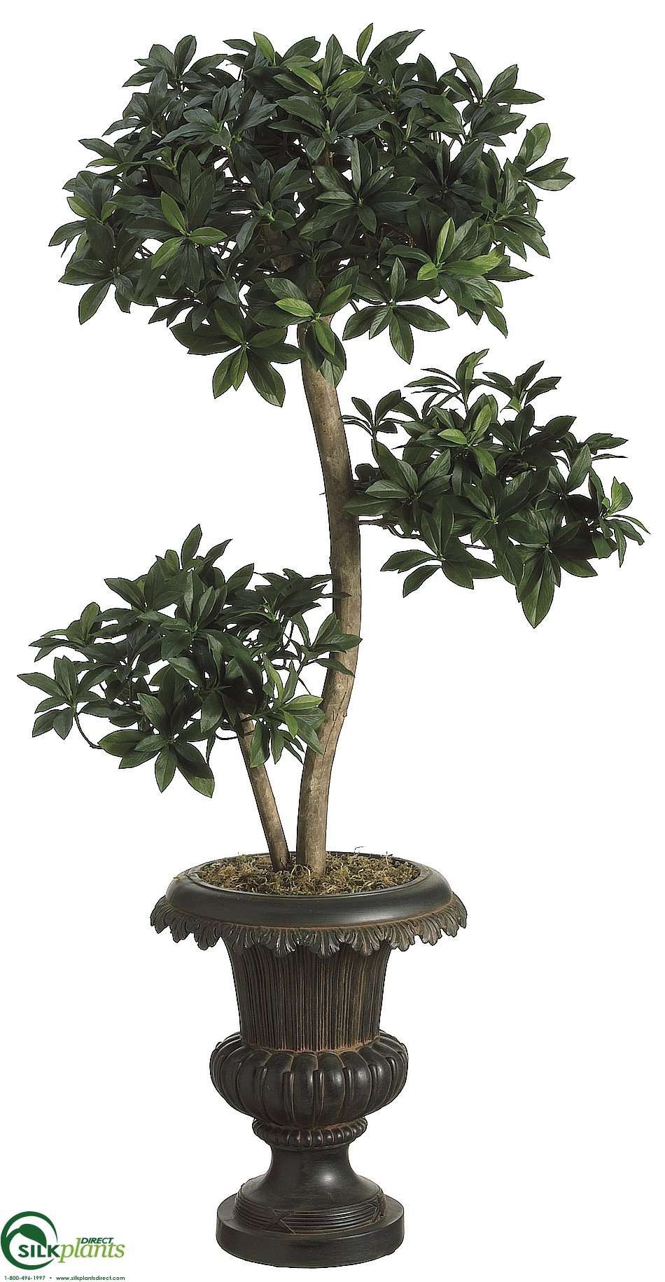 Euonymus Japonicus Tree - Green - Pack of 1 - (CRG-6444TWS)