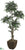 Ming Aralia Tree - Green - Pack of 1