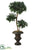 Euonymus Japonius - Green - Pack of 1