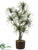 Yucca Tree - - Pack of 1