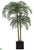 Areca Palm Tree - Green - Pack of 1