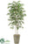 Birch Tree - Green - Pack of 1