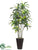 Dracaena Tree - Green - Pack of 1