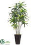 Silk Plants Direct Dracaena Tree - Green - Pack of 1