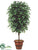 Ficus Tree - Green - Pack of 1