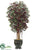 Ficus Tree - Green Red - Pack of 1