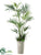 Kentia Palm - Green - Pack of 1
