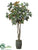 Magnolia Tree - Green Brown - Pack of 1
