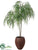 Weeping Willow - Green - Pack of 1
