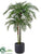 Areca Palm Tree - Green - Pack of 1