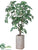Coffee Leaf Tree - Green - Pack of 1