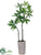 Pachira Aquatica Tree - Green - Pack of 1