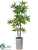 Pachira Aquatica Tree - Green - Pack of 1