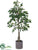 Ficus Tree - Green - Pack of 1