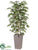 Birch Tree - Green - Pack of 1