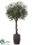 Olive Tree - Green - Pack of 1