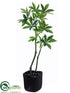 Silk Plants Direct Pachira Aquatica Tree - Green - Pack of 1