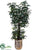 Fishtail Palm Tree - Green - Pack of 1
