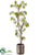 Acacia Tree - Green - Pack of 1