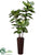 Fiddle Leaf Tree - Green - Pack of 1