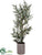 Eucalyptus Tree - Green - Pack of 1