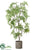 Pepperberry Tree - Green - Pack of 1