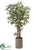 Locust Tree - Green - Pack of 1