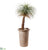 Silk Plants Direct Desert Palm - Green - Pack of 1