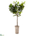 Silk Plants Direct Fiddle Tree - Green - Pack of 1