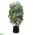 Schefflera Tree Black - Green - Pack of 1